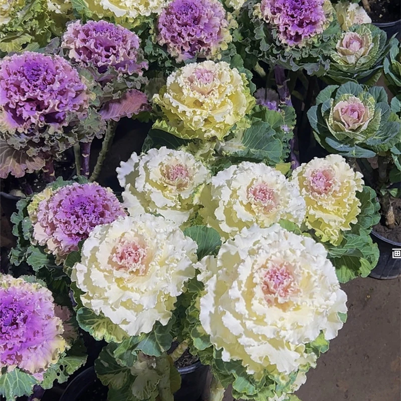 【冬日玫瑰】多头羽衣甘蓝耐寒 耐热 易成活 年宵花卉