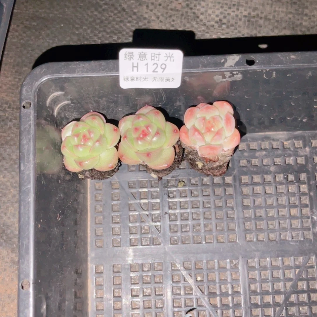 シ****129 3颗拓土发货。