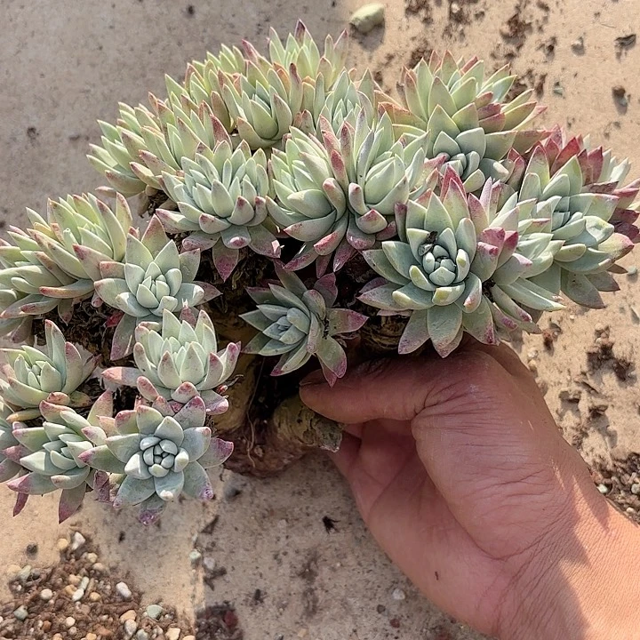 仙女杯瑕疵多肉葡萄