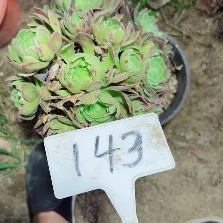 多肉植物万皇法师