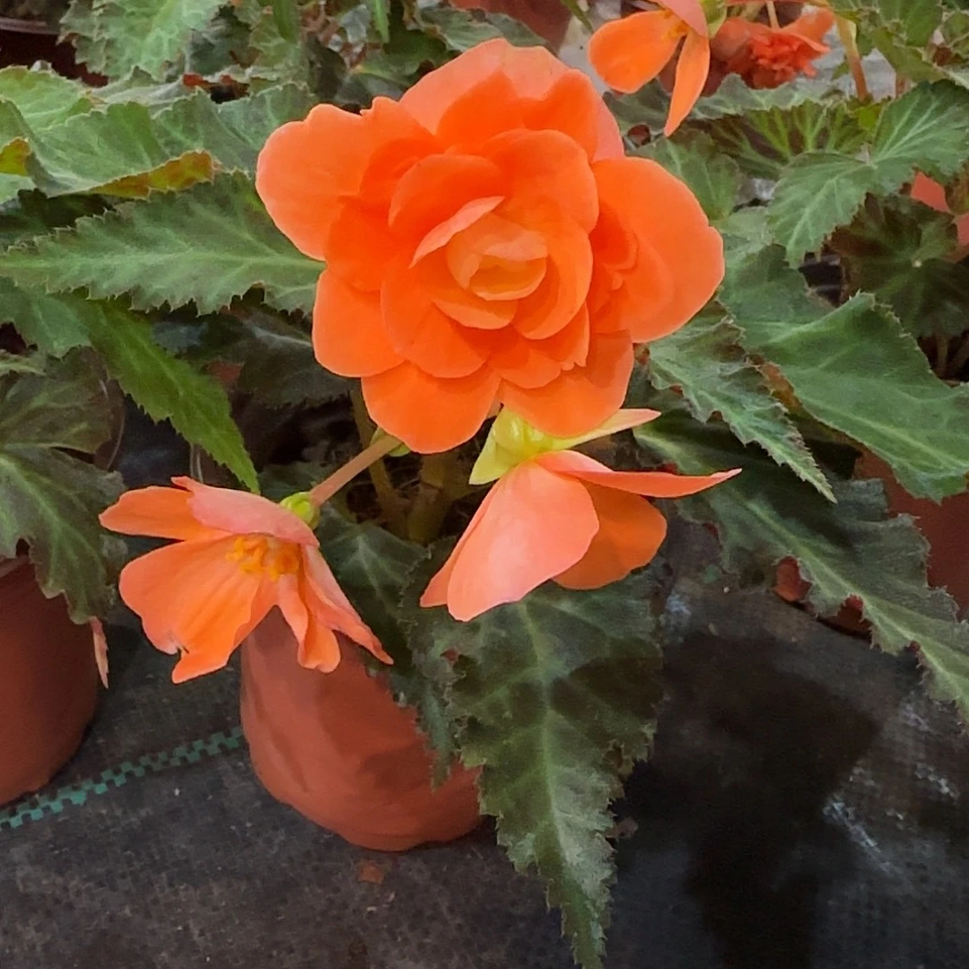 130香槟，掉花折叶正常介意勿拍，不拍保温冻死不售后