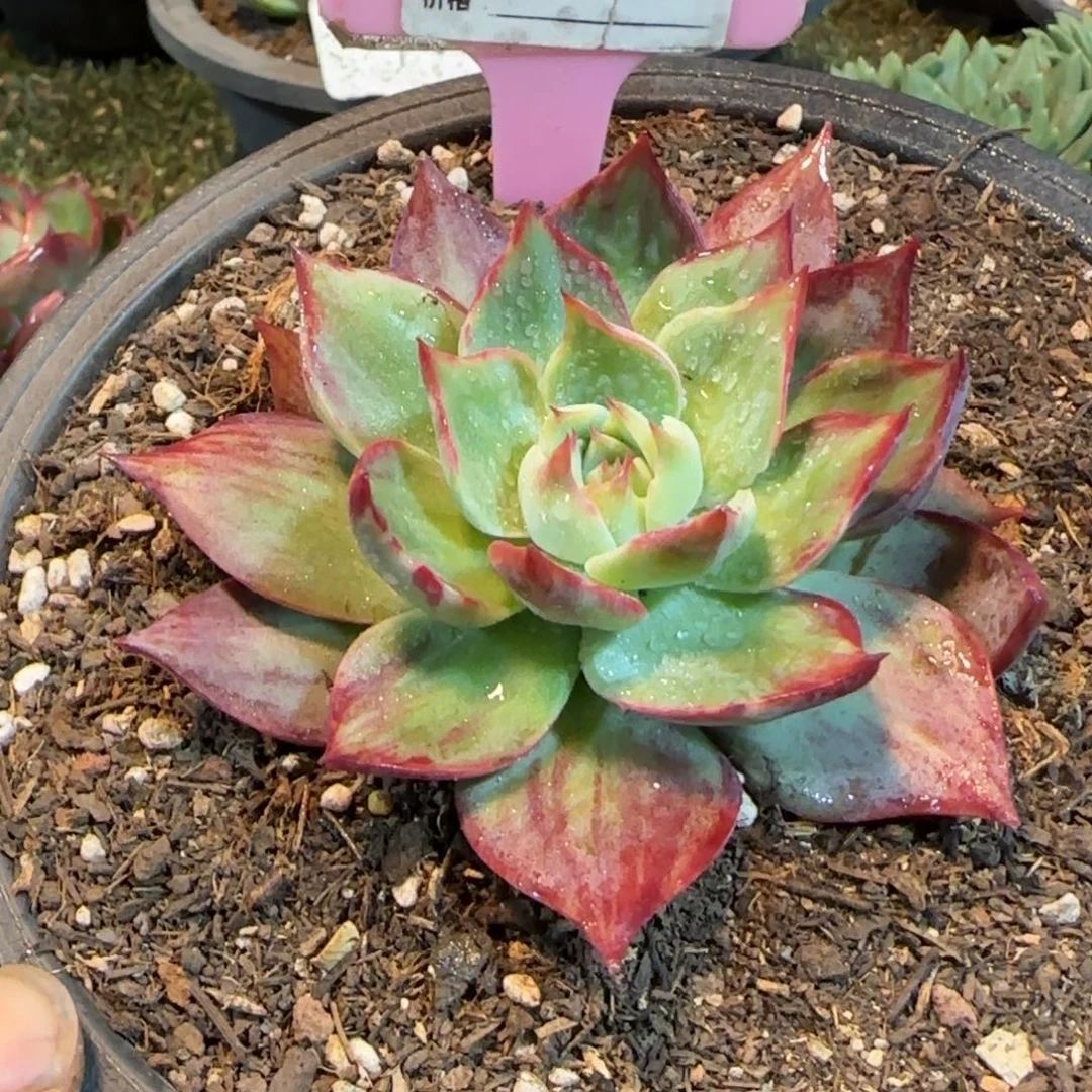 惊鸿一物一拍包装收缩花旱962