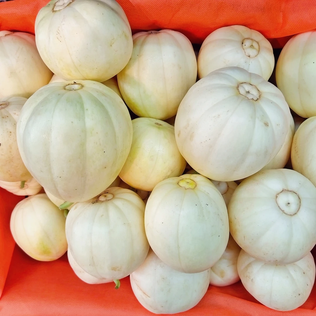 果切山东一级白糖罐香瓜500g甜瓜