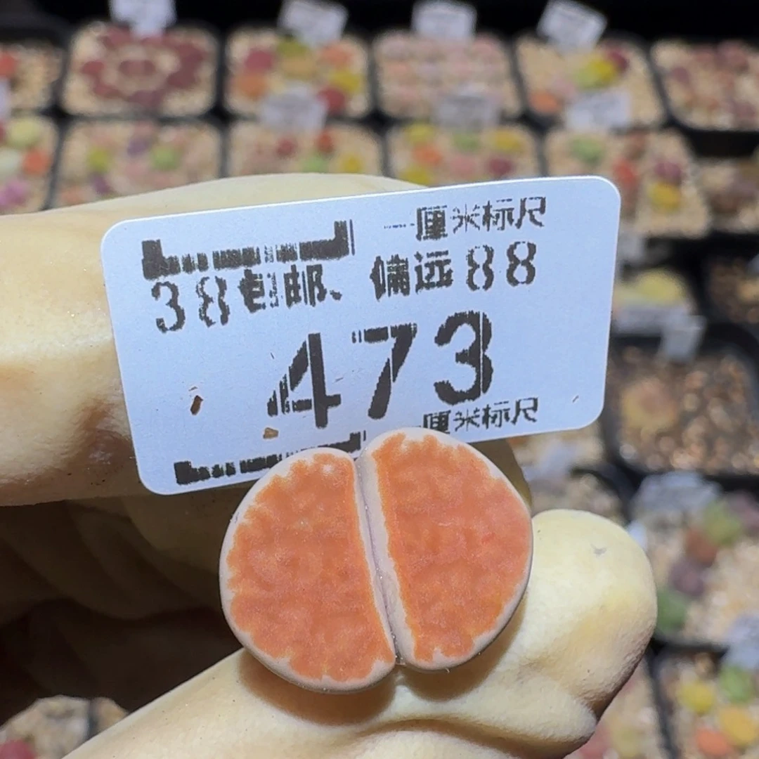 @***.Ssss精品生石花473