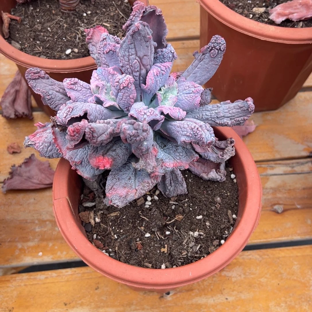 多肉男爵【非偏远地区满18包邮】