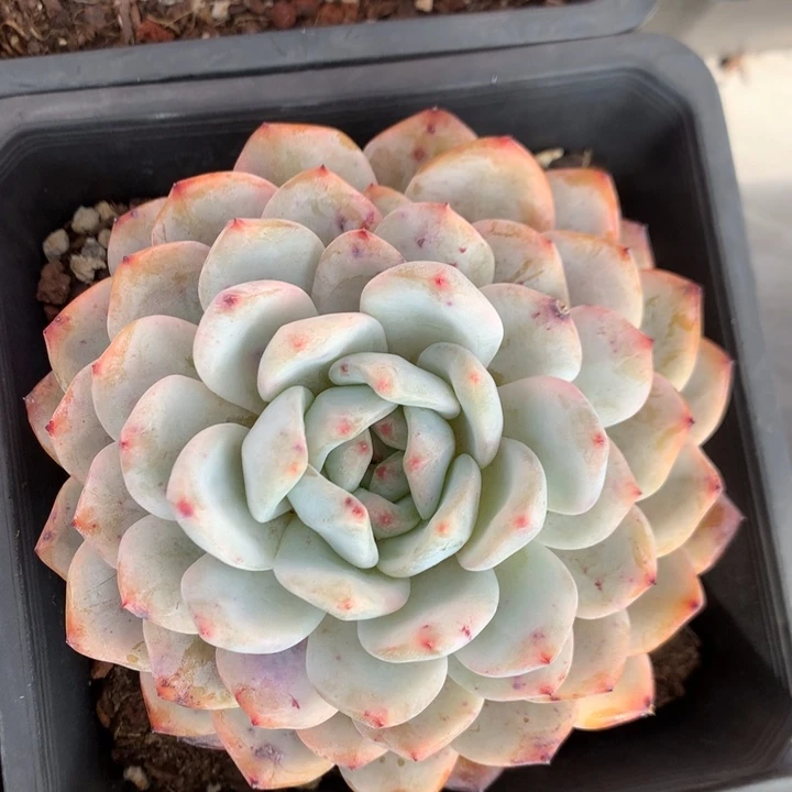 多肉植物雪之魄变异