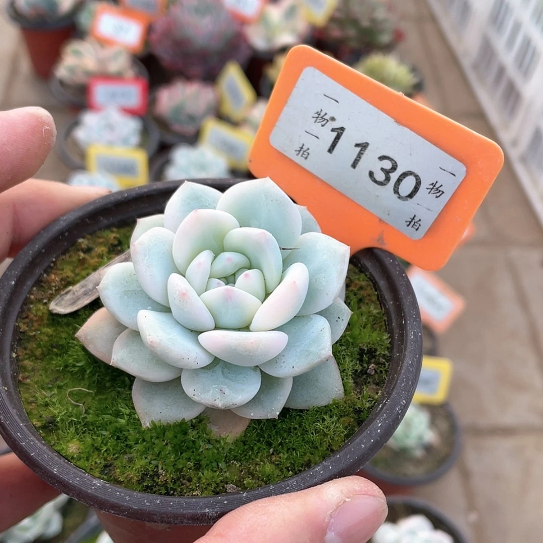 【闪购商品】1130号