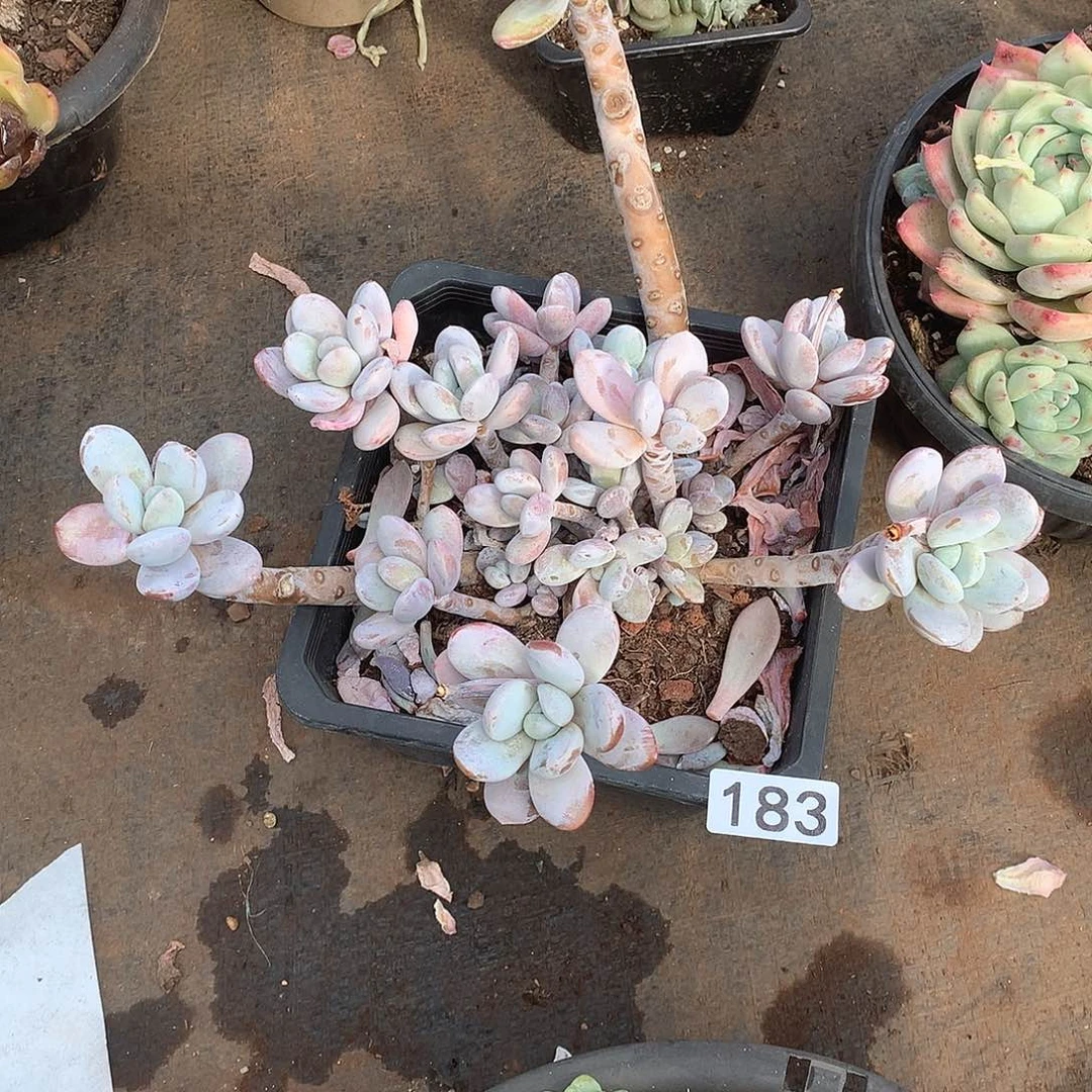 183 一物一拍多肉