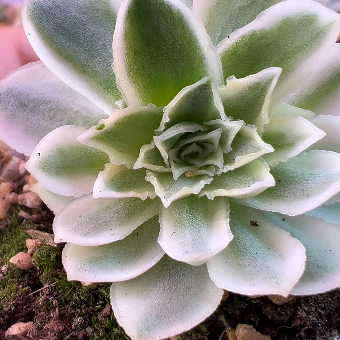 山地玫瑰锦秋夕1453号