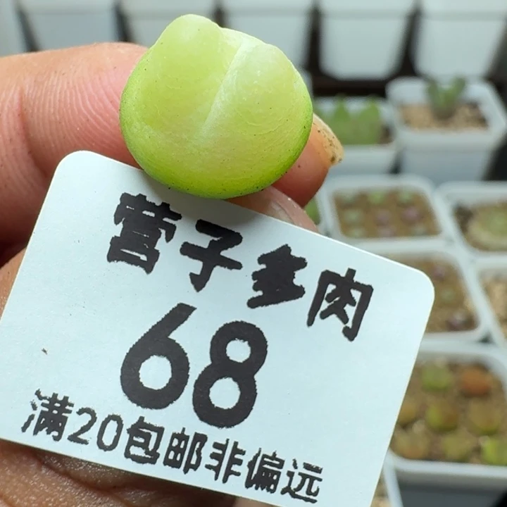 拉登脱土。