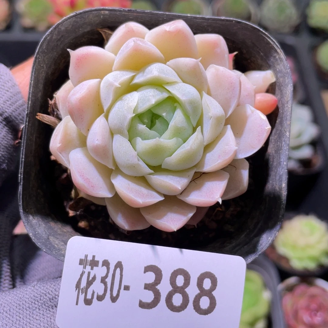 花利美30-388白月影