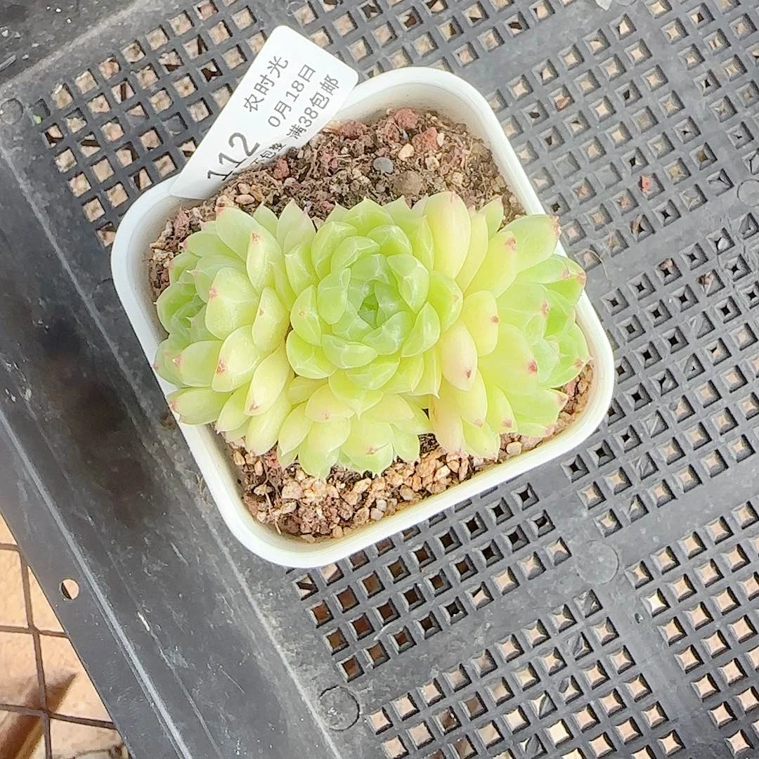 桃***）【闪购商品】0018-112钻石纹包子麦杆