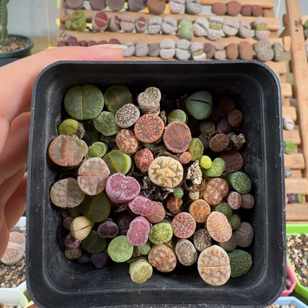 彩拼切糕带盆。