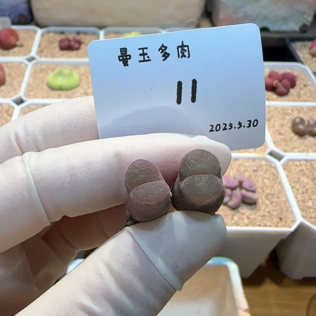多肉多肉多肉5.30-011