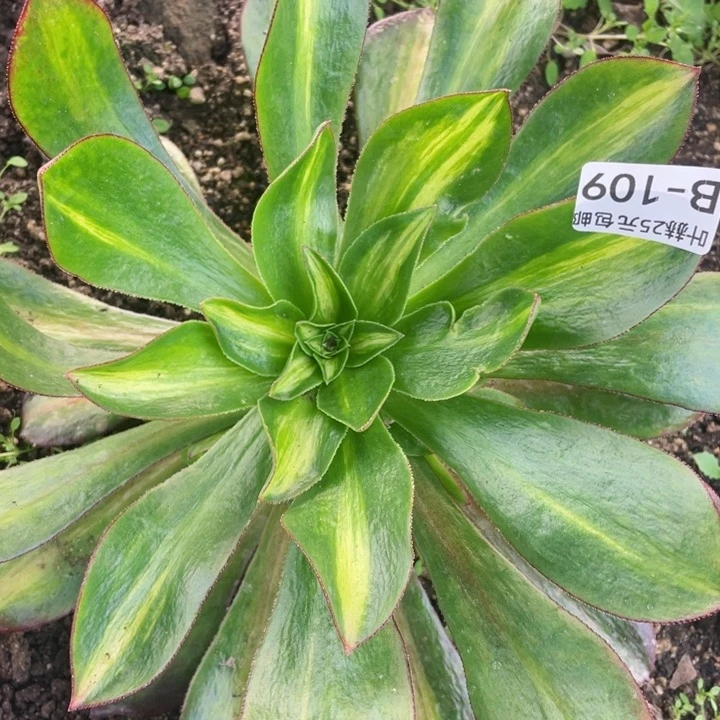 109魅影中班多肉12345678