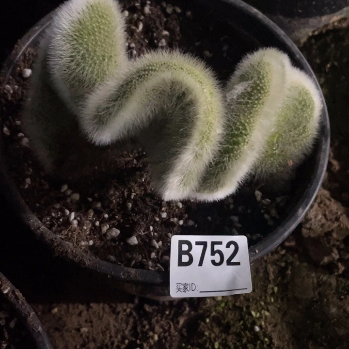 752九尾狐追一个仙人球