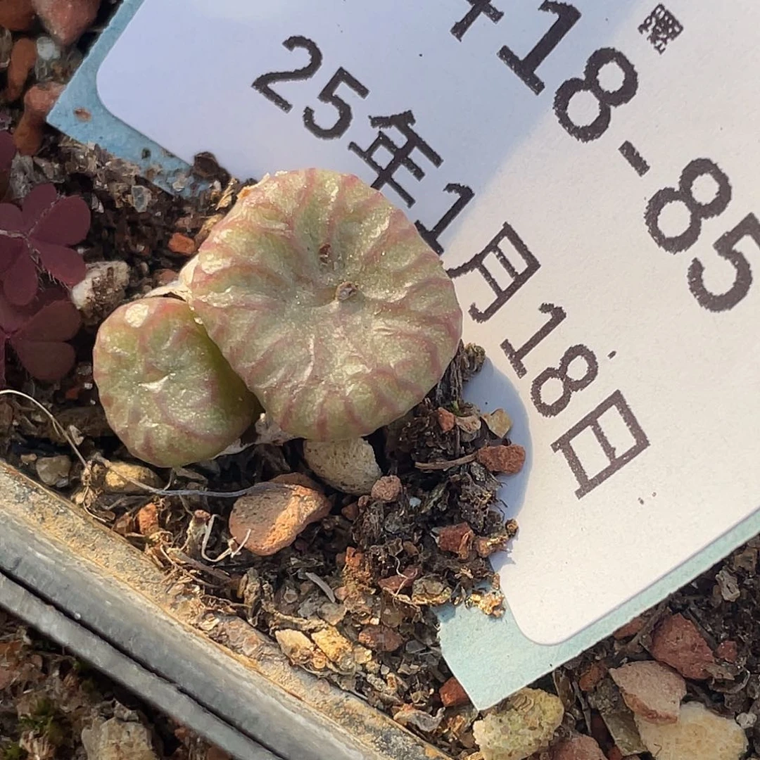 18-85送奶杂多肉植物