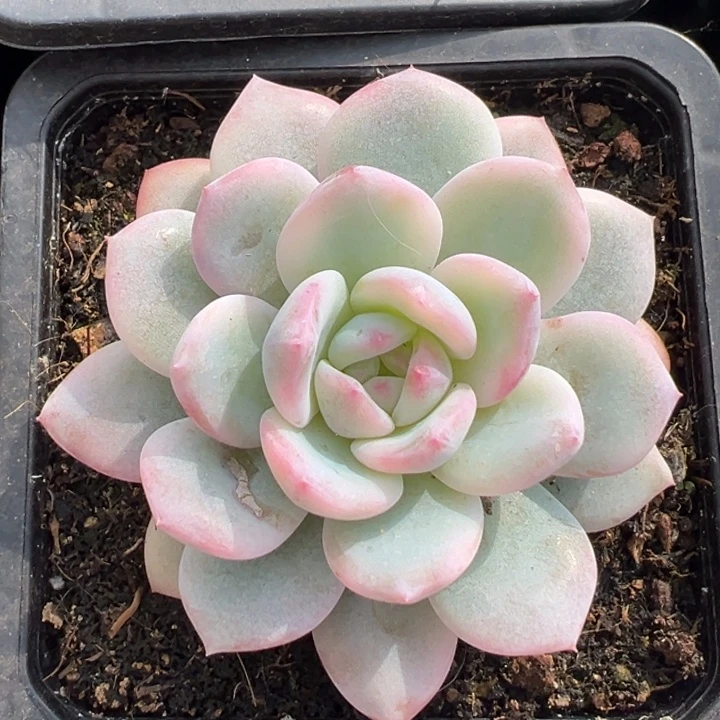 梦露锦一物一拍锦龙