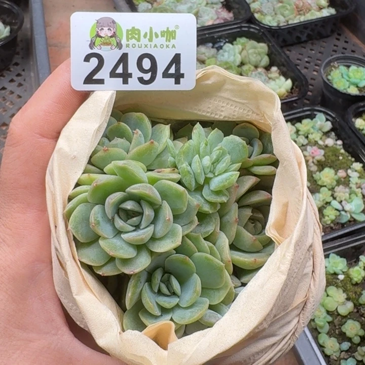 多肉植物多肉植物