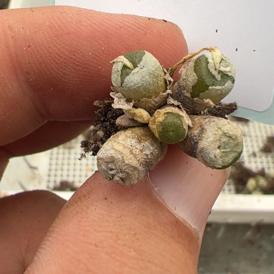 5-124肉锥多肉植物