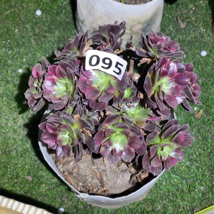 095号蒙娜丽莎微瑕法师