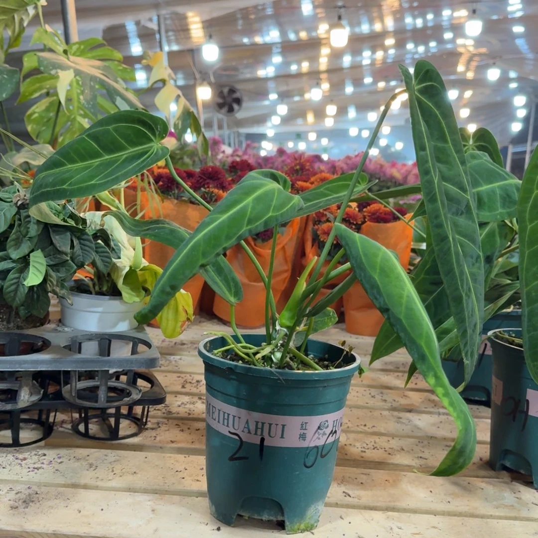 程***油完全开放21号火鹤后花烛