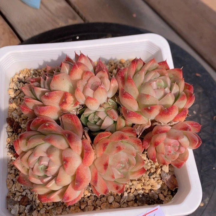 一物一拍脱土洛根发货145