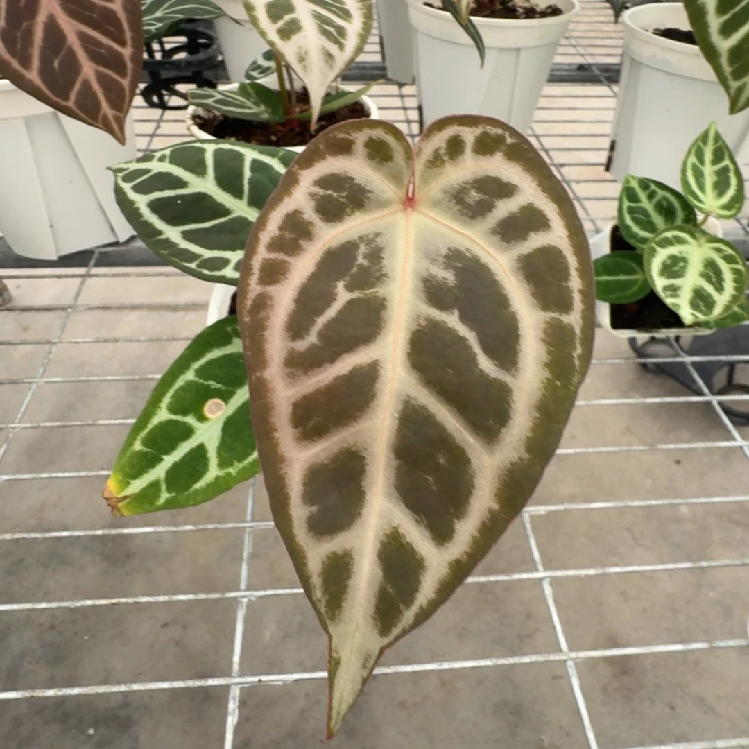 不开花植物紫水晶杂skg银红