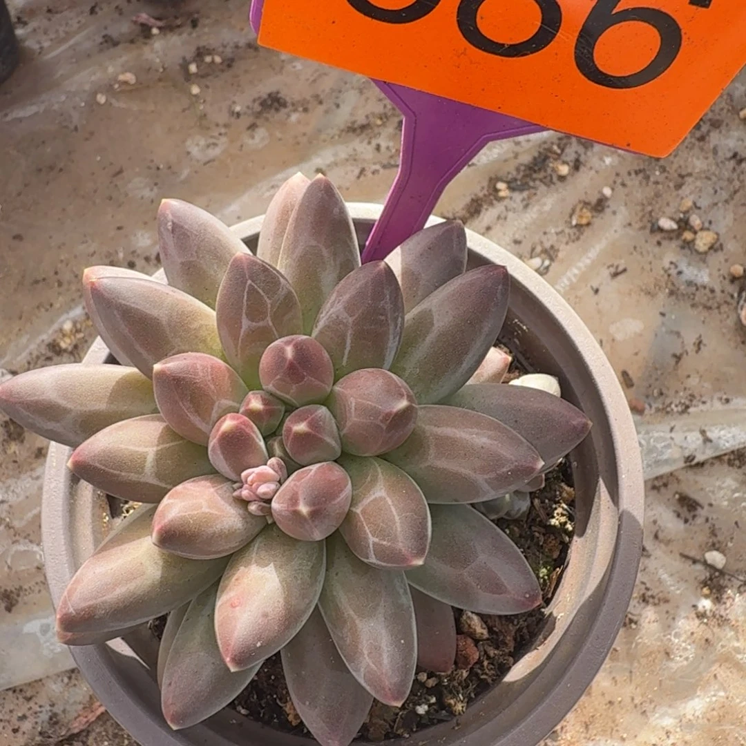 伊卡鲁斯一物一拍586