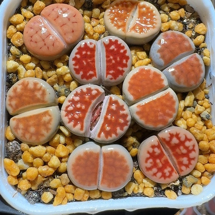 生石花12122222。   181