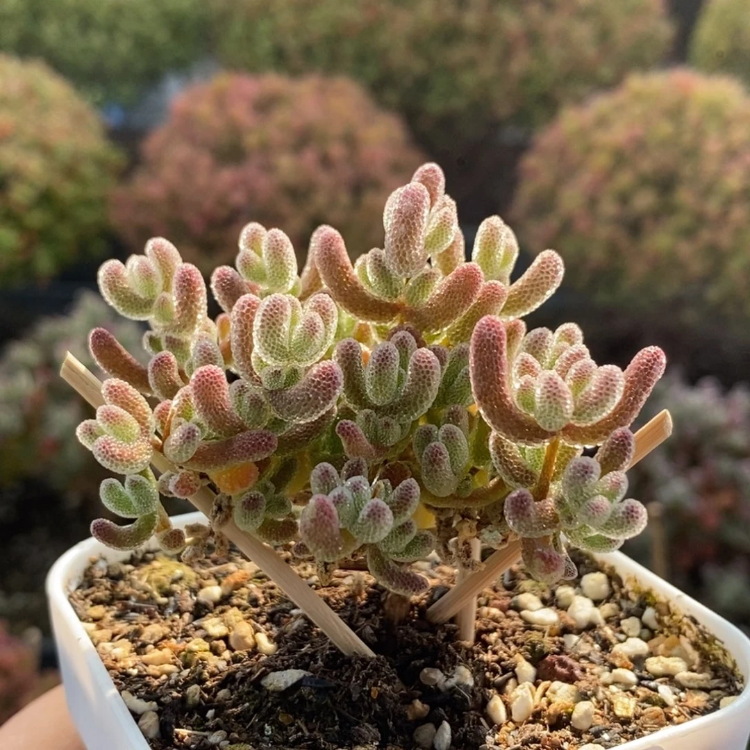 优选冰晶3191枝干番杏