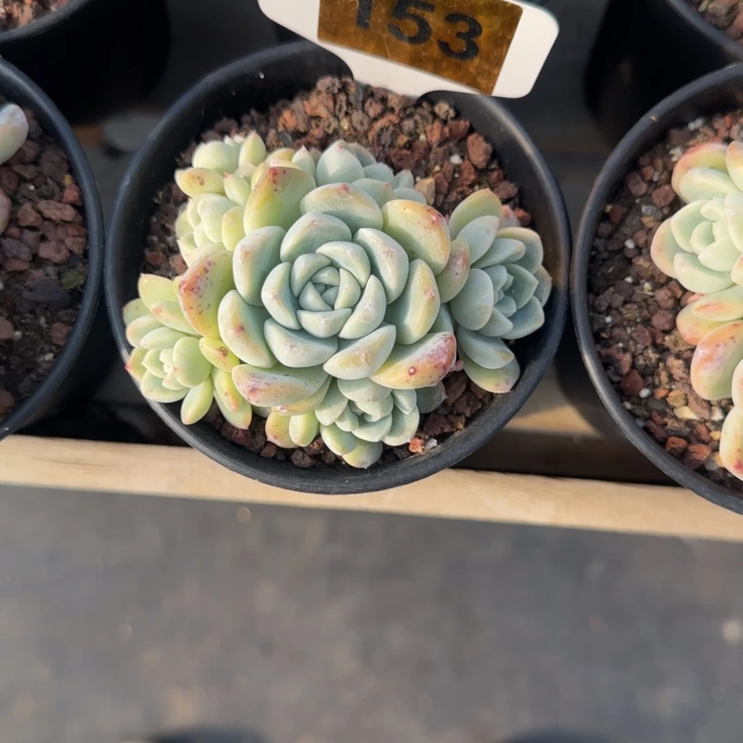 宁***静153号奶茶一颗1111