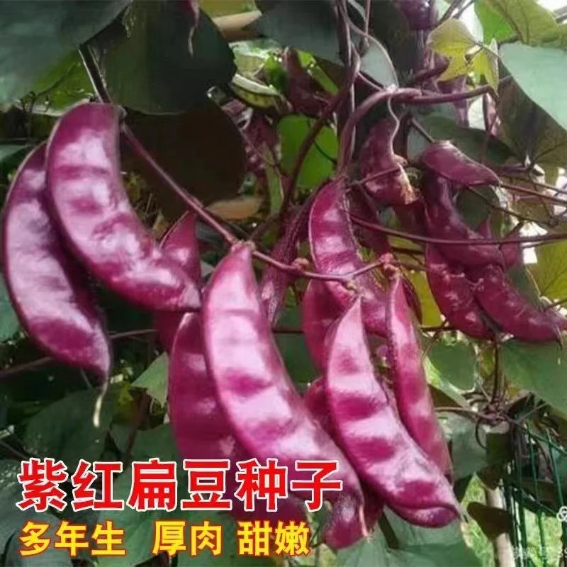 紫眉豆种子早熟豆角红肉紫扁豆种孑梅豆种籽爬藤蔬菜