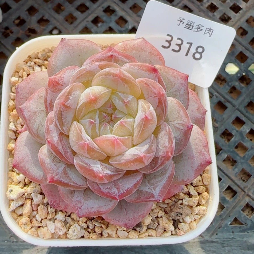 薰衣草，3318多肉植物