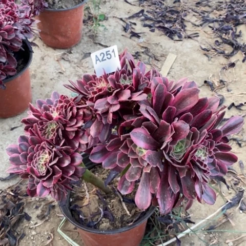 美杜莎缀一物一拍