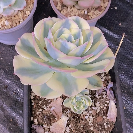 无花朵I***哥玉蝶锦
