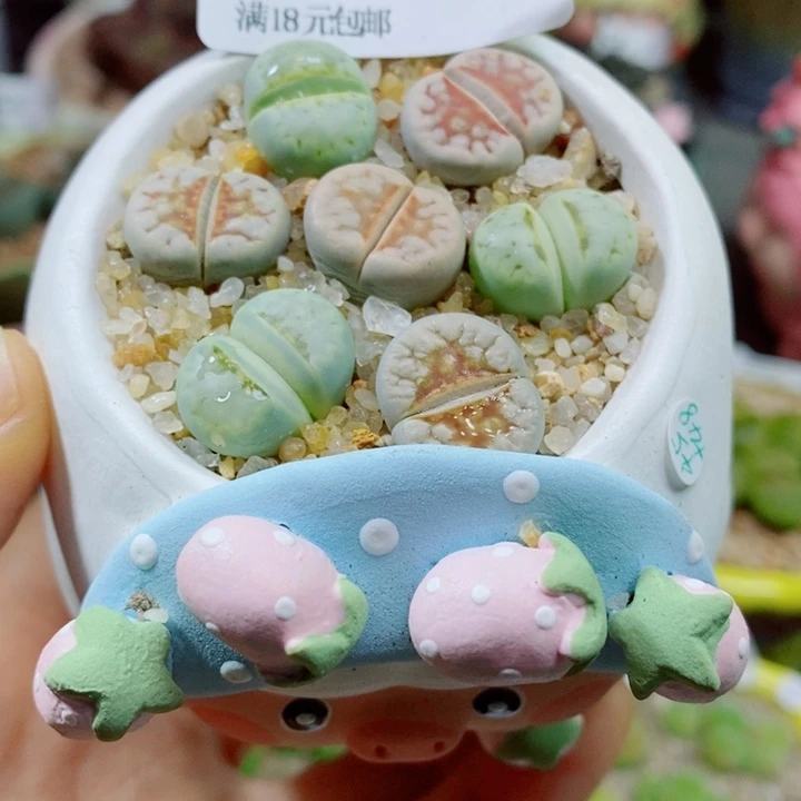 生石花花花花花花花花422