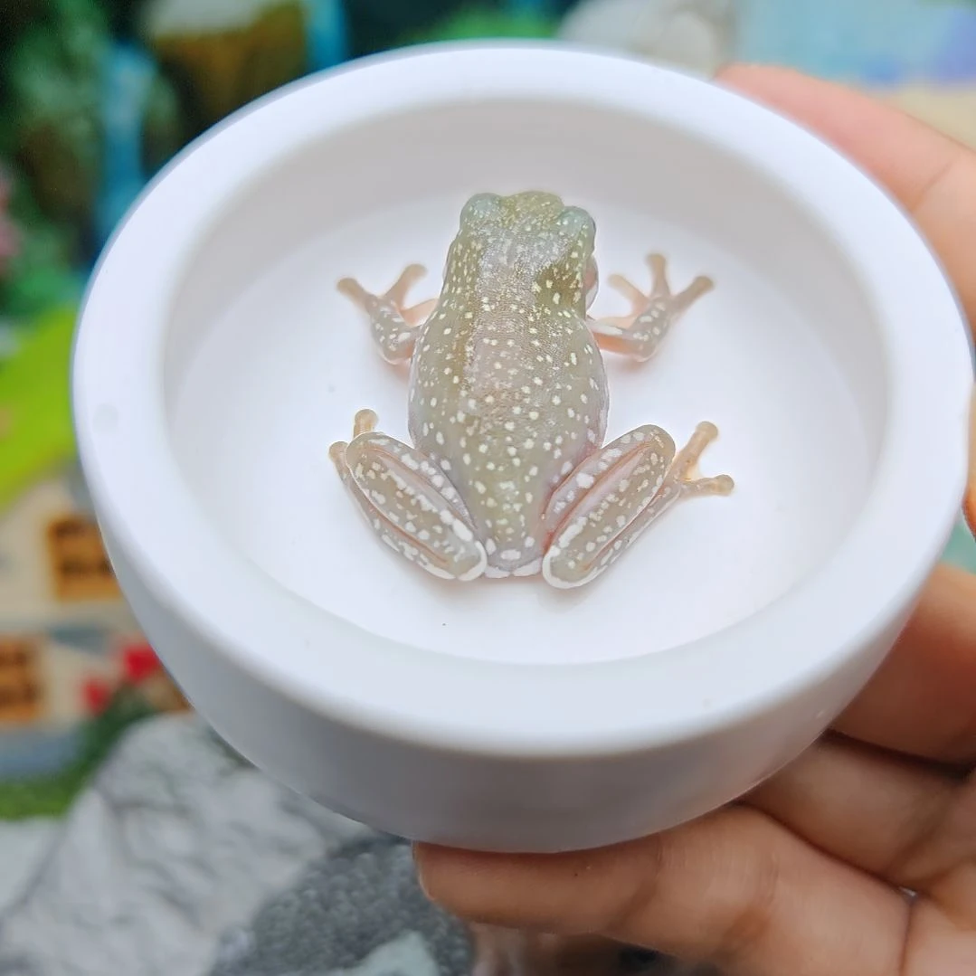 12号花腿暴雪蓝眼胖胖