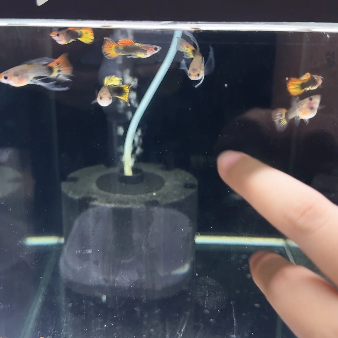 孔雀鱼小蜜蜂C1对