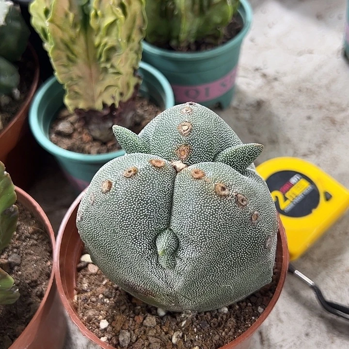 仙人球仙人球仙人球