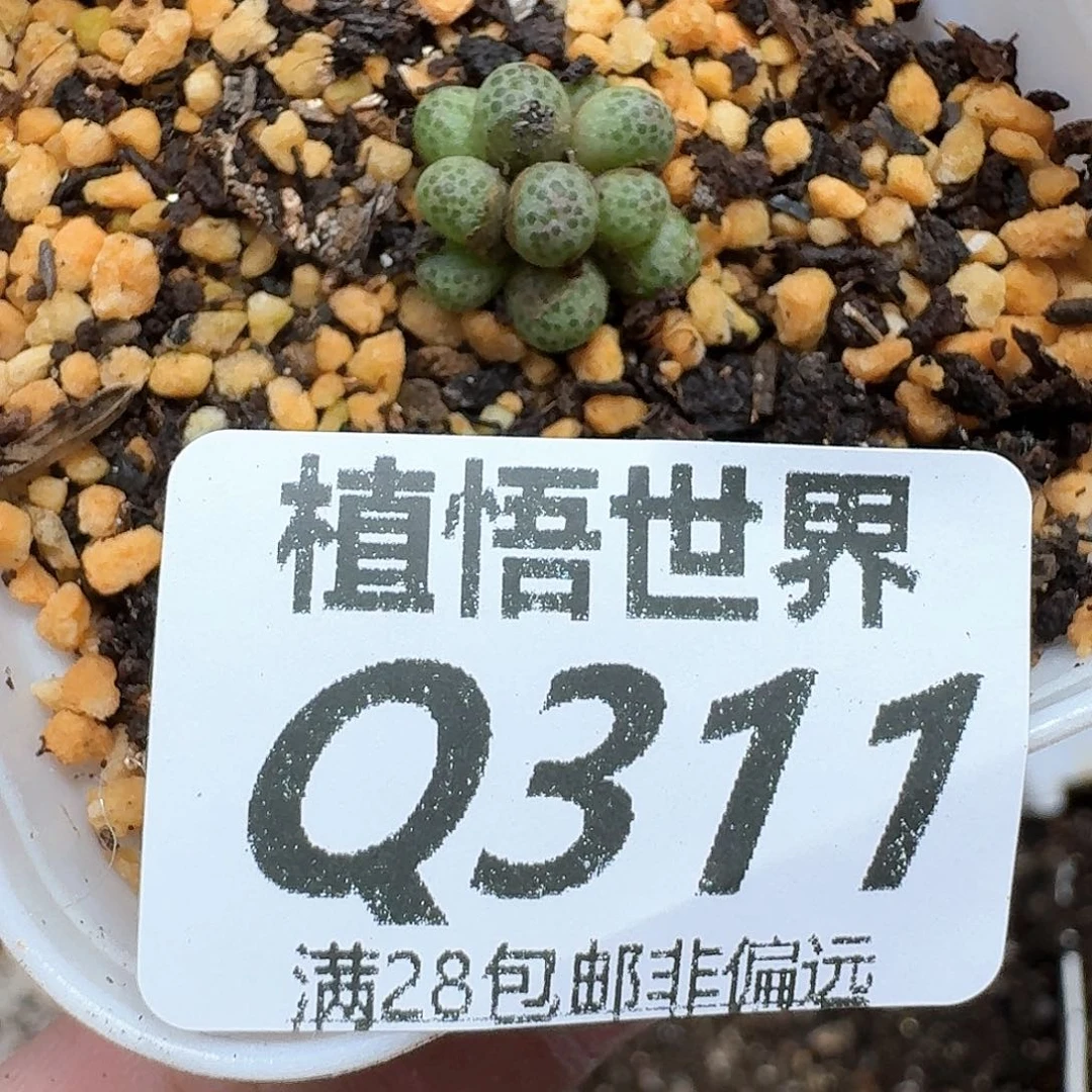多肉植物的润泽地方gh
