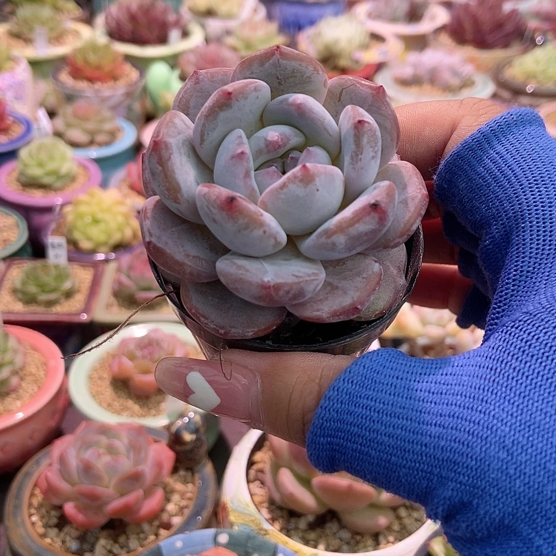 金泰家多肉，福利星影