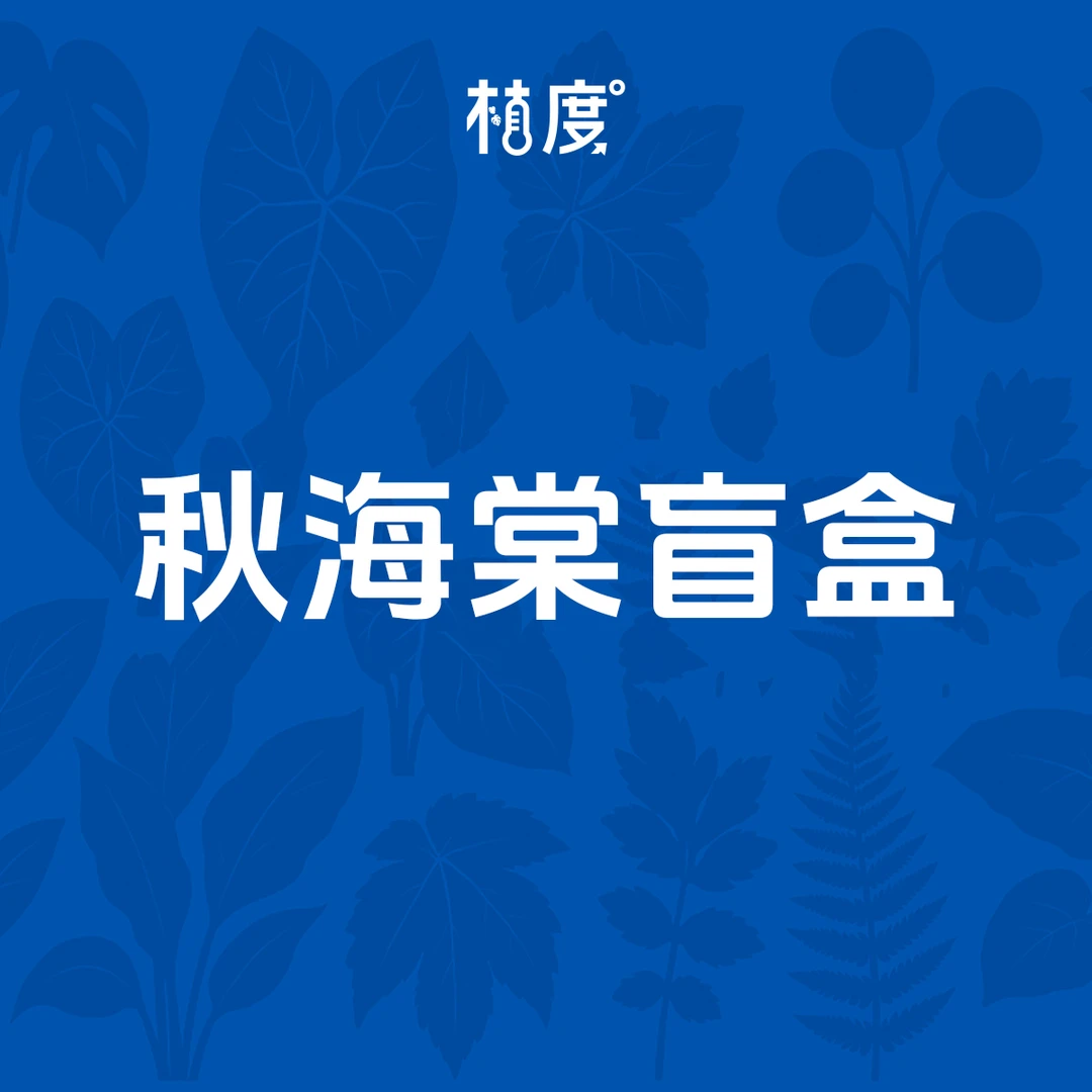 【 植度 | 秋海棠盲盒】