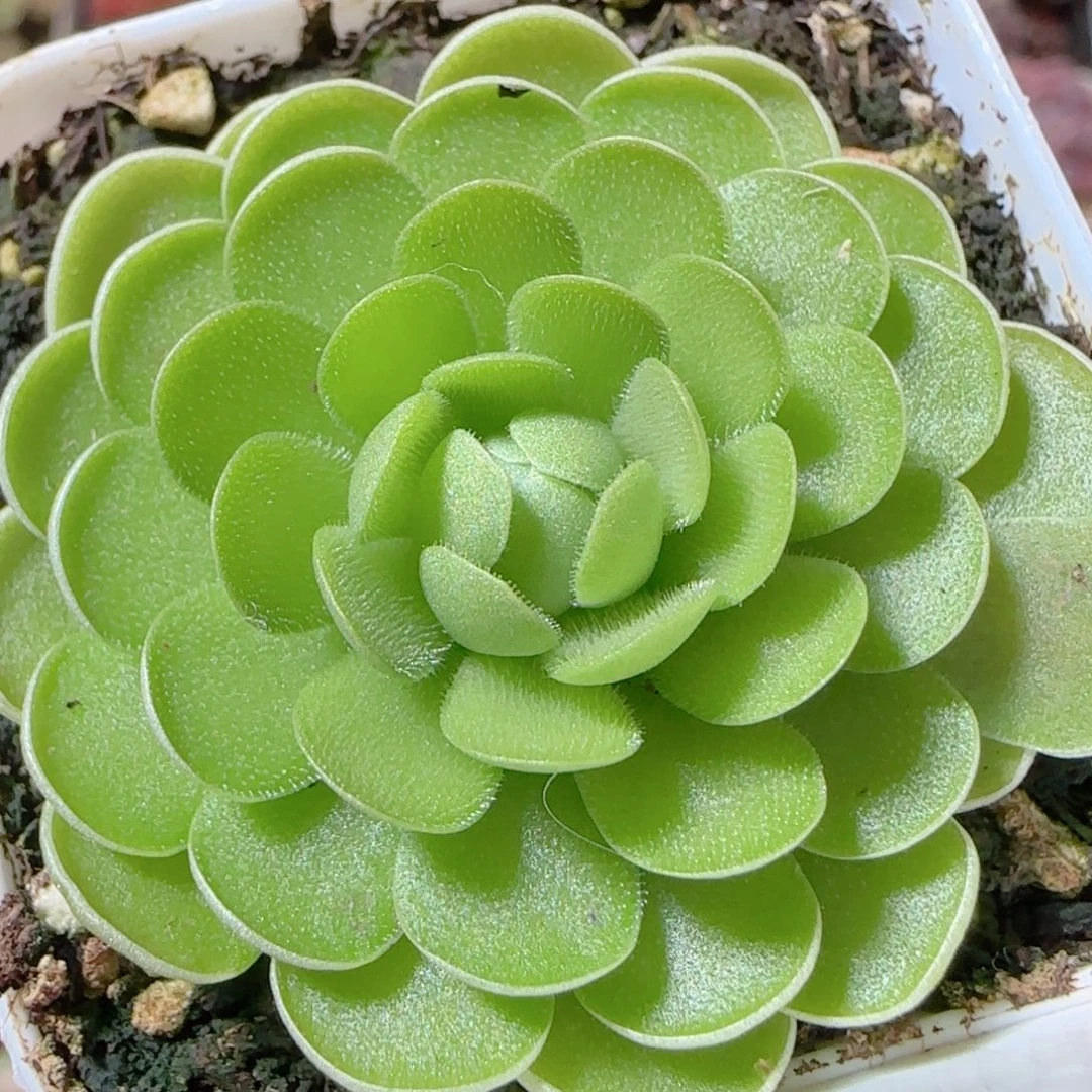 花语多肉1205-303爱丽丝