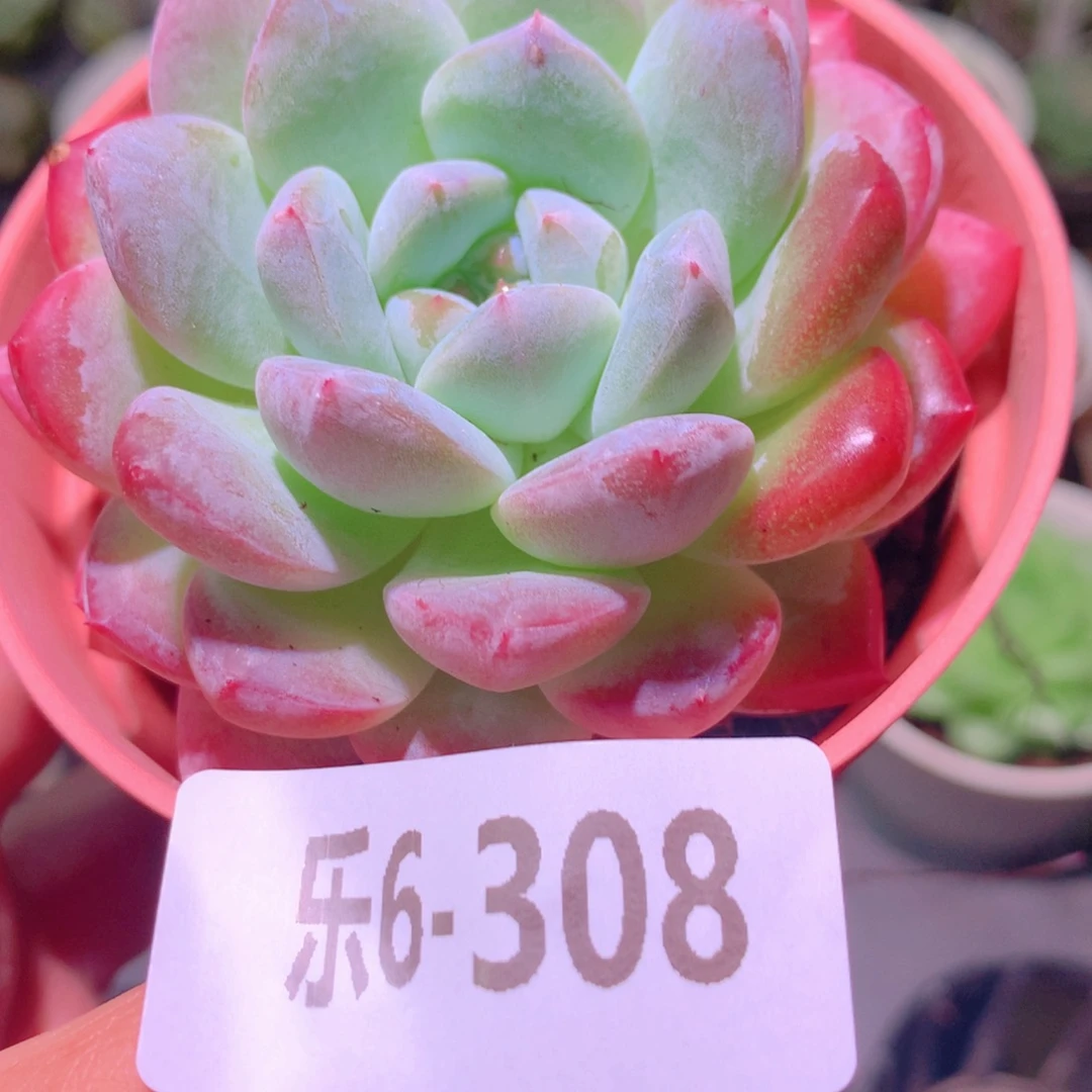 乐然6-308 新品单头