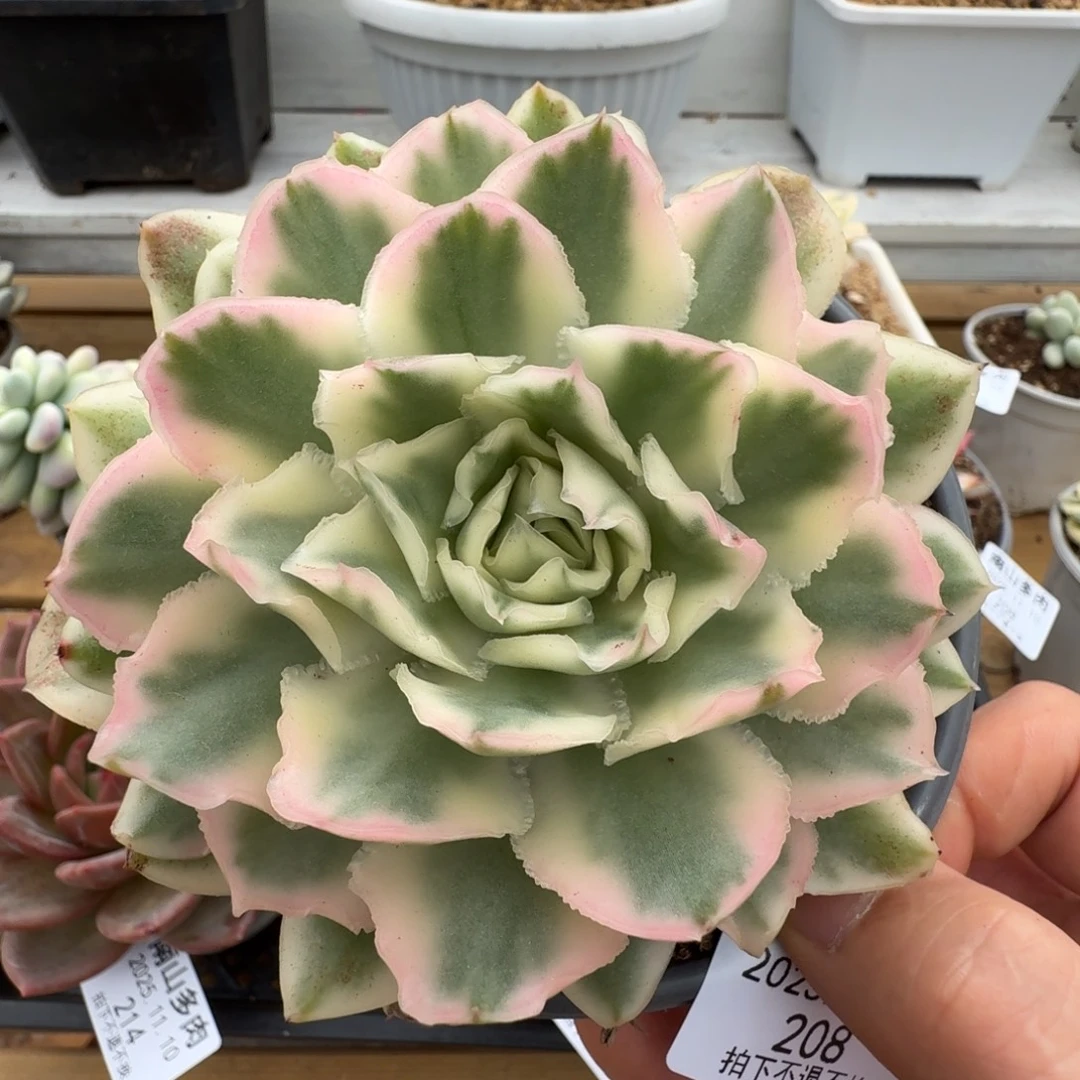 紫蝴蝶锦11110-208