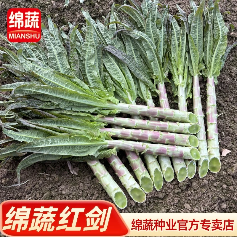 绵蔬【绵蔬红剑】红尖叶皮紫肉青绿耐寒皮薄长棒莴笋种子蔬菜