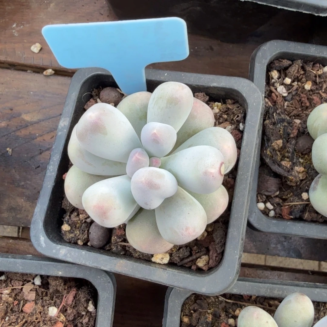 米可奶1111111111111111