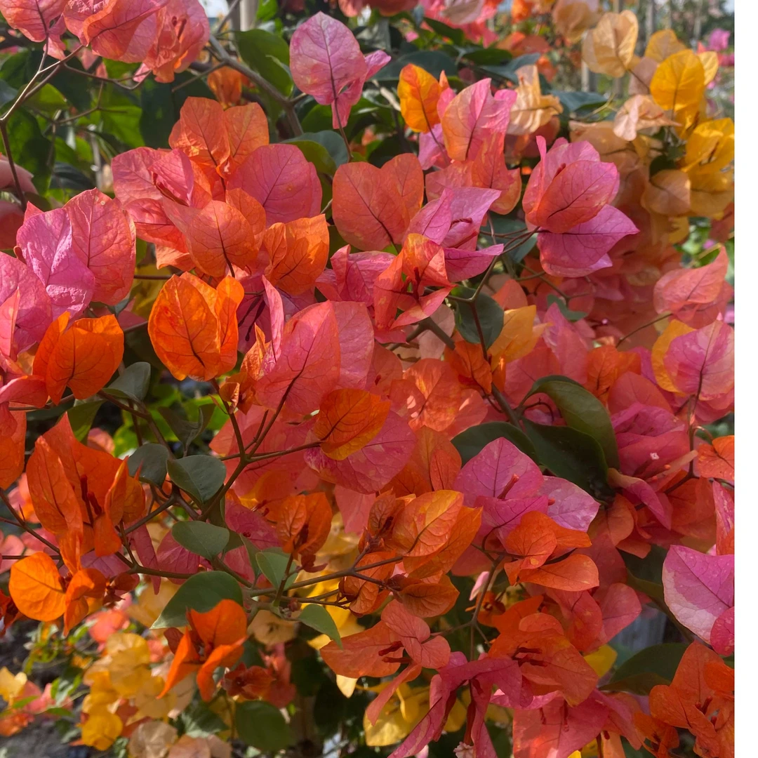 华顺三角梅一物一拍链接