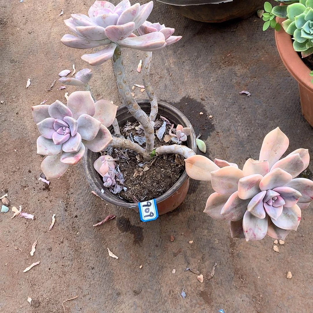 909瑕疵紫乐锦一物一拍多肉